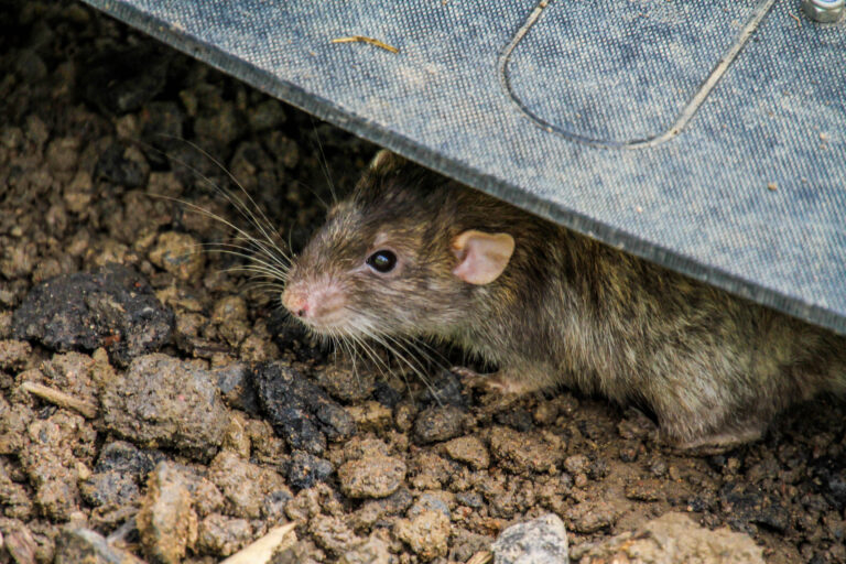 deratisation paris , deratiseur , 1 anti nuisibles , traitement rongeur , intervention rat, deratisation souris , deratisation rat